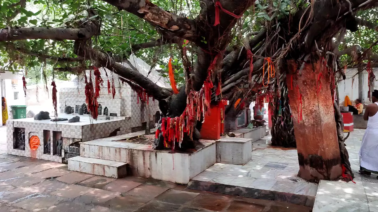 The Akshayavat banyan in the Vishnupad temple courtyard