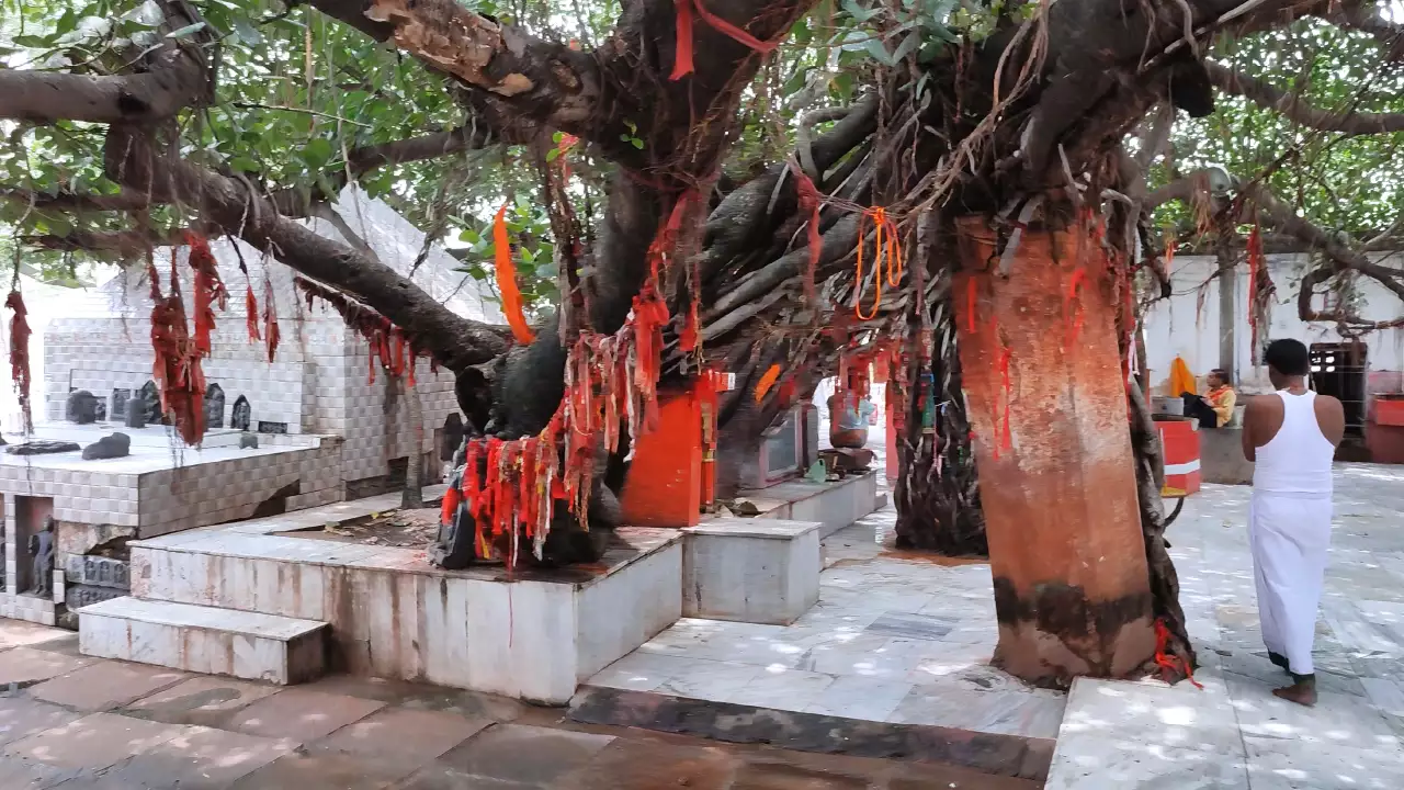 Photo of Akshayavat tree in Gaya-Role of Akshayavat in Gaya Shradh